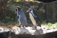 Imagine atasata: Zoo Berlin 0396.JPG